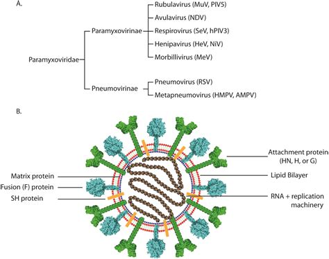 Paramyxovirus Structure