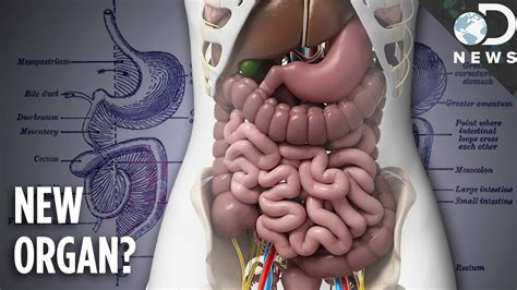 Mesentery Diagram