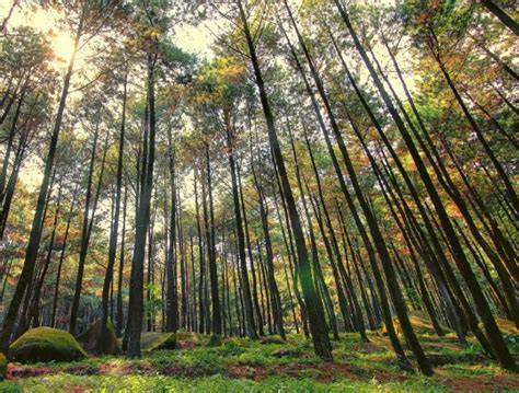 Perbedaan Hutan Hujan Tropis dengan Hutan Hujan Iklim Sedang - Konsep Geografi