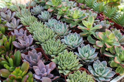 succulent source | Succulent wedding favors, Planting succulents, Succulents