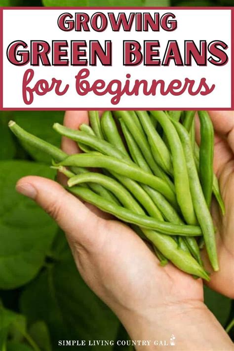 How to Grow Beans for Beginners | Simple Living Country Gal