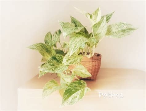 Pflanzen, Sämereien & Zwiebeln Marble Queen Pothos Variegated ...