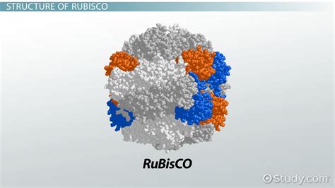 RuBisCO | Definition, Structure & Location - Lesson | Study.com