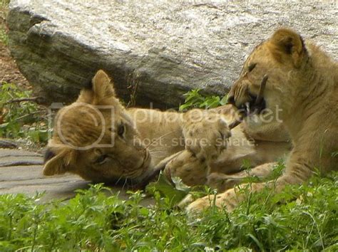 The New Lion Cubs at the Bronx Zoo