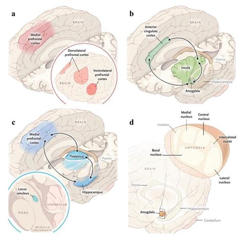 Psychobiological model of PTSD with brain regions and networks involved ...