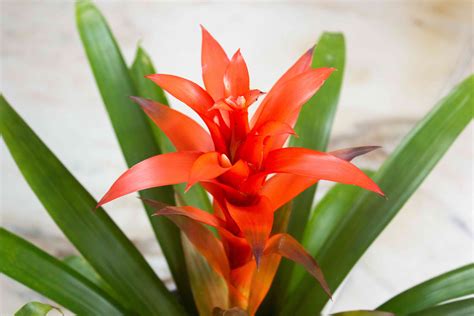 Tropical, Colorful, Easy Care Bromeliad Plants