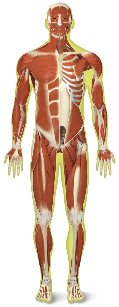 Skeletal Muscles | Skeletal Muscle Definition | DK Find Out