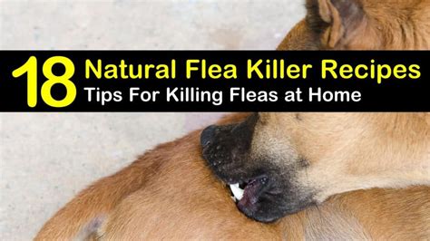 18 Clever DIY Flea Killer Recipes