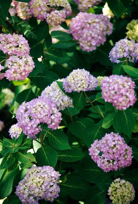 How to Care for and Select Hydrangeas | Better Homes & Gardens