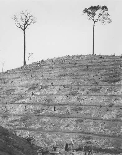 Terraced hillside ready for planting rubber trees at Fordl… | Flickr