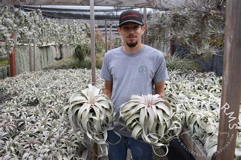 Tillandsia xerographica - Davis Farms Wholesale Tillandsias