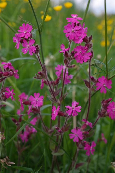 Free Images : blossom, meadow, purple, bloom, spring, herb, color, macro, botany, colorful ...