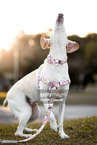 228 Barking Dog Collar Stock Photos, High-Res Pictures, and Images - Getty Images