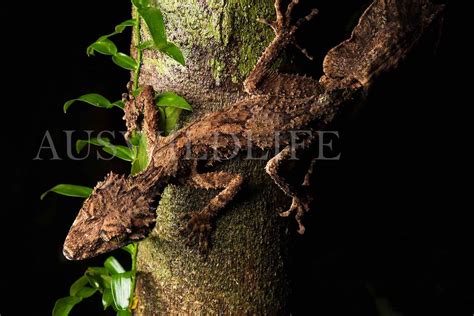 Australian Nature Photography | Australian wildlife