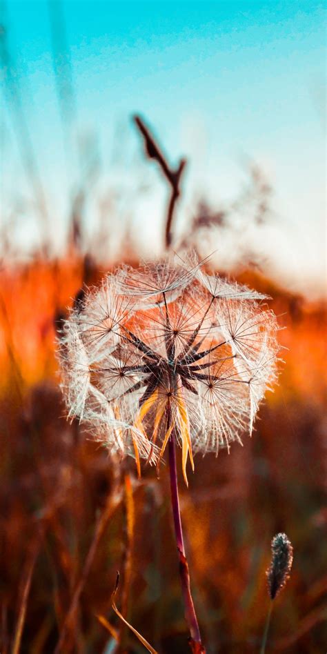 Dandelion flower Wallpaper 4K, Summer, Sunset, Fields, Landscape