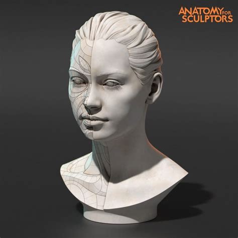 Anatomy For Sculptors on Instagram: “360-degree video of the 3d model we shared last week. Last ...
