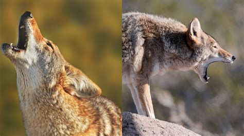 What Does A Coyote Sound Like? - Online Field Guide