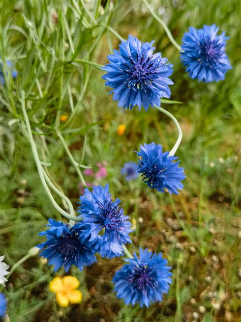 科学网—20230523——矢车菊（Centaurea cyanus L.） - 栗茂腾的博文