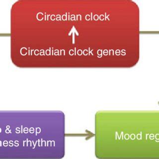 1 Basic relationship of circadian rhythm, sleep, and mood regulation | Download Scientific Diagram