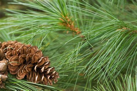 Tips For Planting White Pines: Care Of White Pine Trees In The Landscape