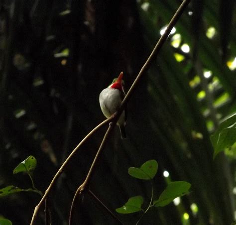 Puerto Rican tody (Todus mexicanus); Image ONLY