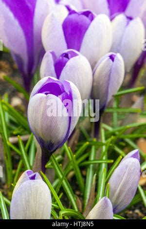 Crocus vernus, Spring crocus Stock Photo - Alamy