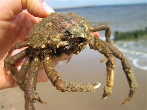 Nature on the Edge of New York City: A Crab Only a Mother Could Love