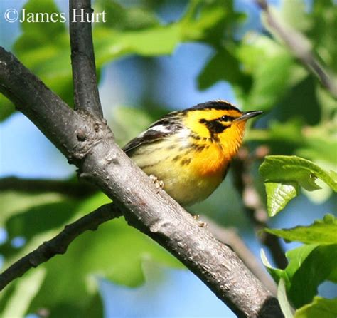 Tennessee Watchable Wildlife | Blackburnian Warbler - Habitat: 1