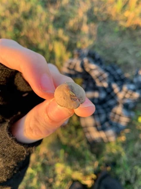 Are these liberty caps? I found them in eastern/central europe in grass field after few rainy ...