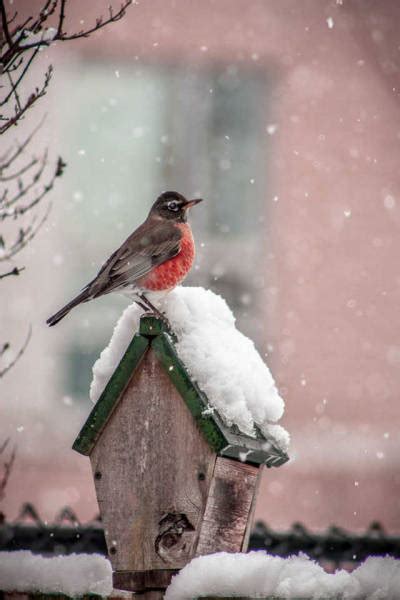 The Crows Nest: Photo