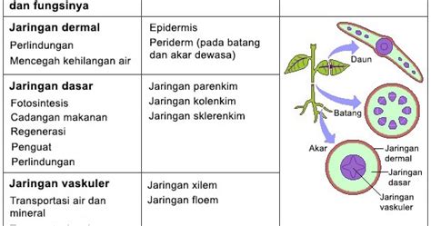 Jaringan Dasar, Dermal, Dan Vaskuler Pada Tumbuhan - JURNAL KU