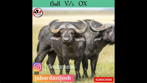 Ox Vs Bull Comparison in hindi / Bull Vs Ox / #shorts /#talksx / TalksX - YouTube