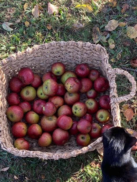 fall apple picking, fall, fall farm, apple picking Fall Inspo, Autumn Inspiration, Autumn Cozy ...