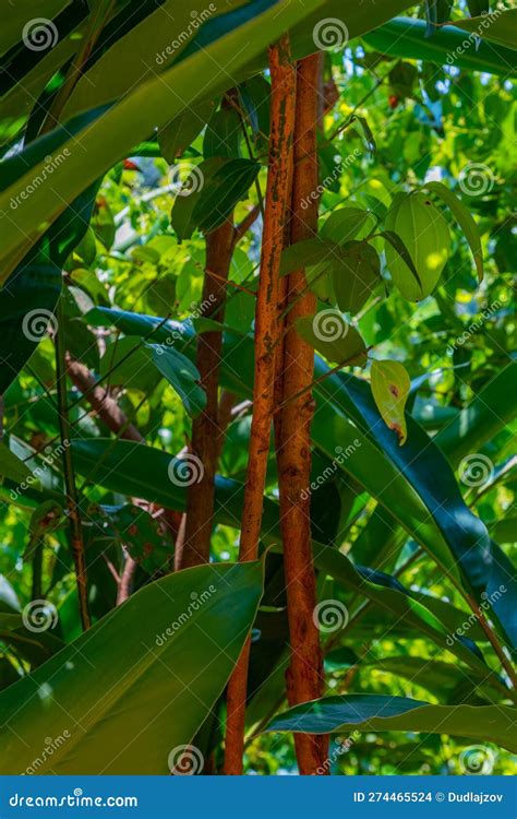 Mirissa Hills Cinnamon Plantation at Sri Lanka Stock Photo - Image of ...