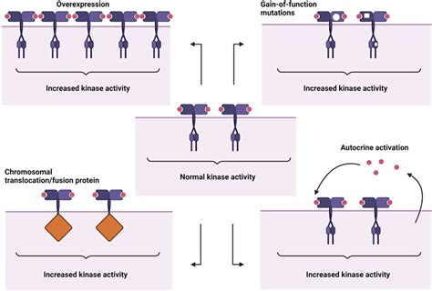 Frontiers | Receptor Tyrosine Kinases and Their Signaling Pathways as ...