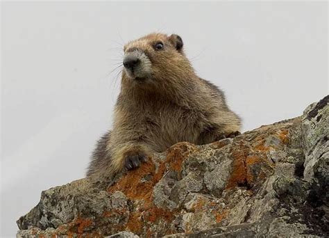 Olympic Marmot (Marmota olympus) | Encyclopedia of Puget Sound