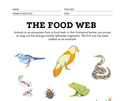 Food Chain Worksheet Including Food Chain Diagram