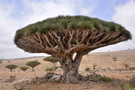 Dragon Blood Tree (Dracaena Cinnabari): Species, Details, Facts, Pictures & More - News Bugz