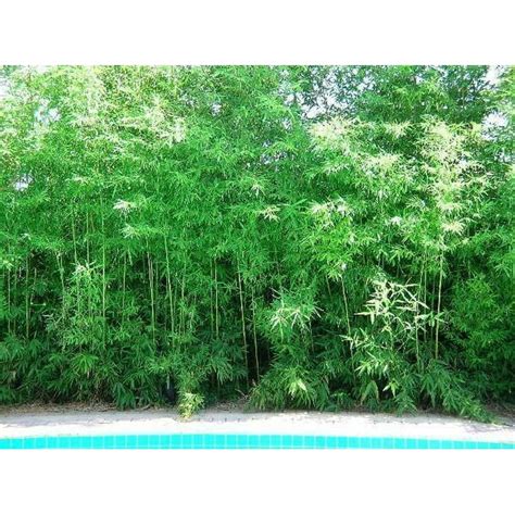 Seabreeze Bamboo/Bambusa Plant-1 Gallon Plant-3+ Feet Tall Now -NOT just Cutting - Walmart.com