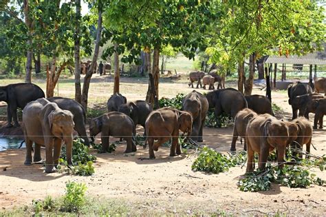 Why Visiting An Elephant Sanctuary In Thailand Is Special