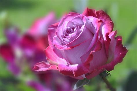 Download Pink Flower Flower Nature Rose 4k Ultra HD Wallpaper