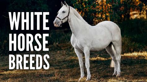 15 White Horse Breeds You Should Know - YouTube