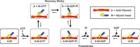 Scheme of muscle actomyosin ATPase reaction including structural model.... | Download Scientific ...