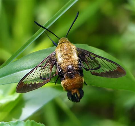 Snowberry Clearwing Moth - Hemaris diffinis | After feeding,… | Flickr