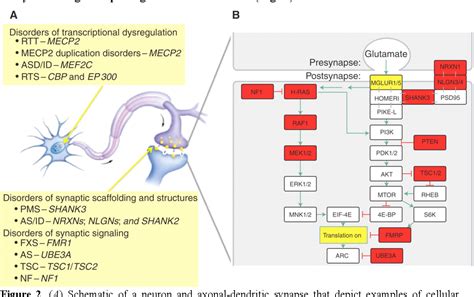 Figure 2 from Synaptic dysfunction in neurodevelopmental disorders ...