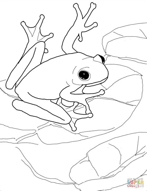 American Green Tree Frog | Super Coloring Frog Coloring Pages, Free Printable Coloring Pages ...