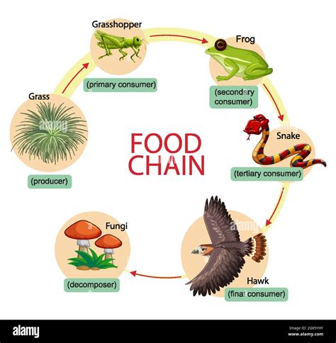 Rainforest Food Chain