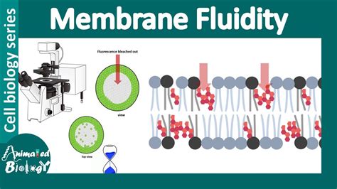 Membrane fluidity | What is cell membrane fluidity? |Mechanisms controlling membrane fluidity ...