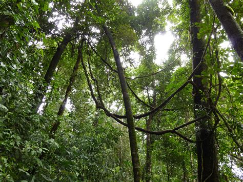 Free Image of Canopy of lush green rainforest trees | Freebie.Photography