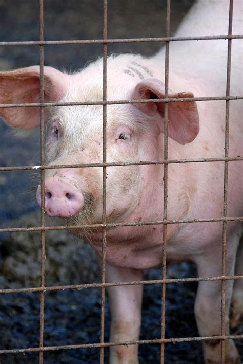 Pig in sty stock photo. Image of pigpen, animal, pigsty - 26032702